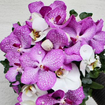 Kukka Ulvila Kukkakimput